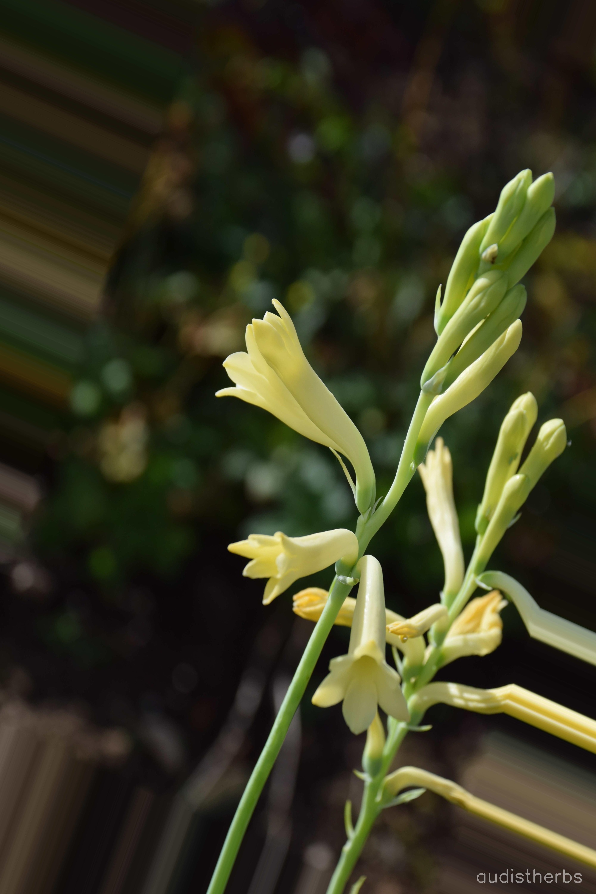 augmented_Polianthes tuberosa flower12_0_7975.jpeg